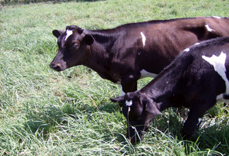 grass fed